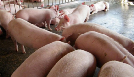 珠海中珠农牧集团在大东海采购猪饲料