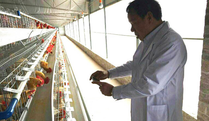 湛江水保禽业合作社--大东海鸡复合预混饲料品质过硬