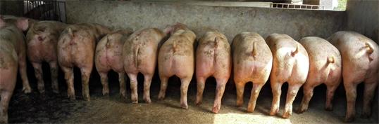 维护猪群健康及其生产性能通常要注意哪些关键环节和时机？